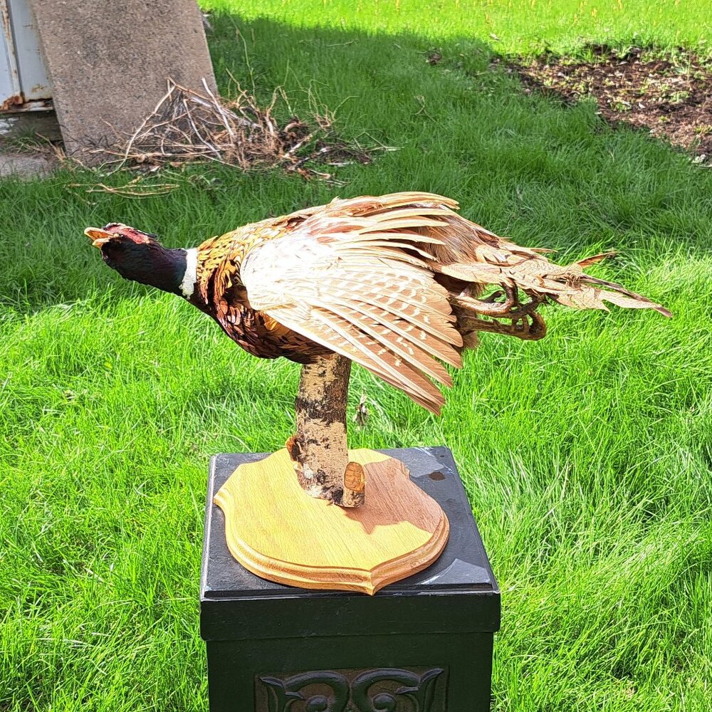 Vintage Pheasant Taxidermy Mount